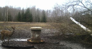 Piltuudis: sokkudel on sarved juba paljad