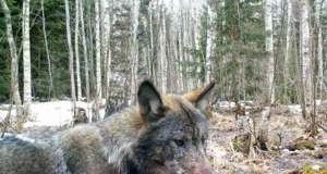 Videojäädvustusi Alutaguselt 2/3