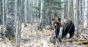 Videojäädvustusi Alutaguselt 1/3