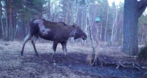 Pärnumaal jäi rajakaamerasse nahakahjustusega põder (uuendatud 9.04 kl 17.35)