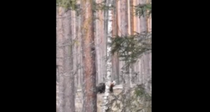 Ida-Virumaal liikus emakaru poegadega