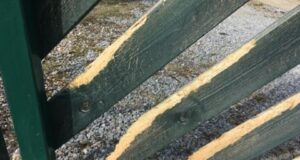 Jänes näris endale väljapääsutee