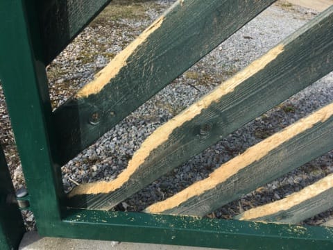 jänese näritud aed2