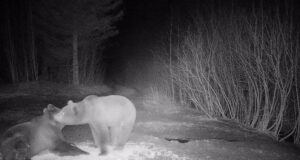 Sel aastal on karud hakanud varakult kurameerima