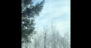 Järva-Jaaani lähedal nähti karupoegasid puu otsas