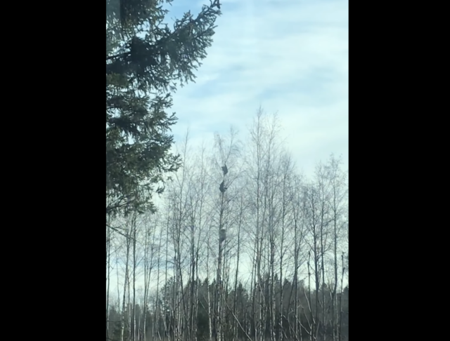 karupojad järvajaani