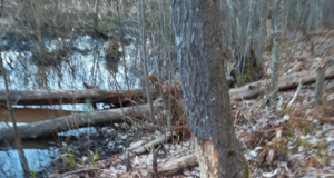 Koprad trügivad Pirita keskuse poole