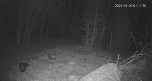 Video: mäger ja kährik läksid söödaplatsil kähmlema