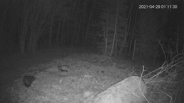 mäger ja kährik tartu