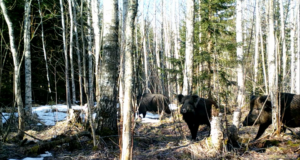 Videojäädvustusi Alutaguselt 3/3