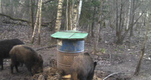 PILTUUDIS: esimesed triibulised sel aastal