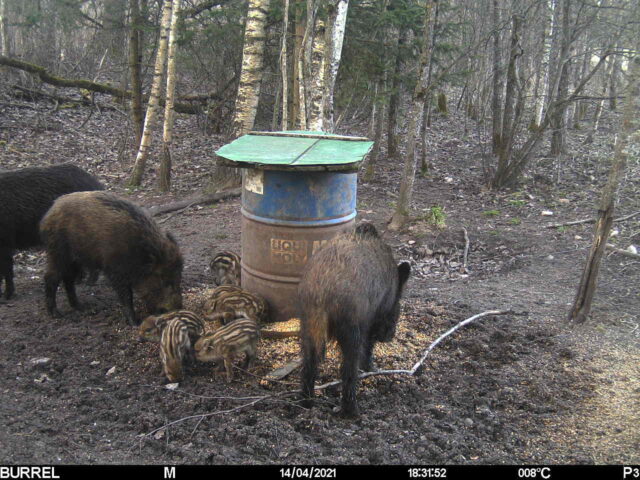 metsseakari viljandi - pv