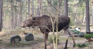 Metsloomad meelitab linna kerge kõhutäis