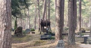 Tallinna metsakalmistul askeldas ringi põder