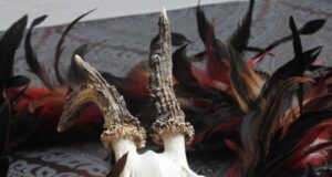 Trofeede hindamine Tartu Jahindusklubis