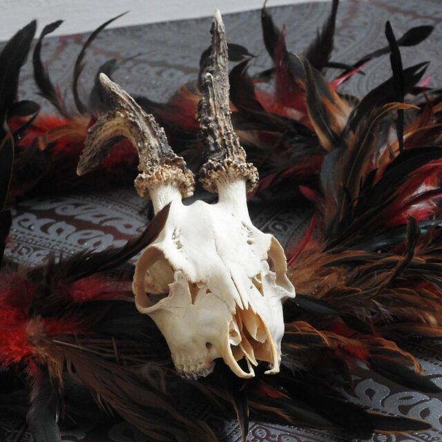 skull-5490563_960_720