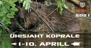 Vibukütid korraldavad ühisjahti koprale!