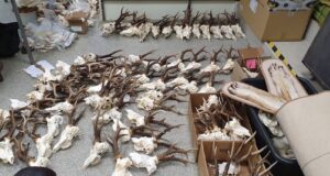 Trofeesid saab Tartus hindamiseks esitada kolmapäeva õhtuni