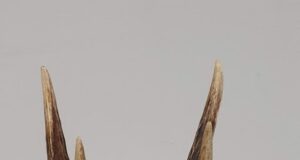 Tartu ümbruskonna jahitrofeed said hinnatud