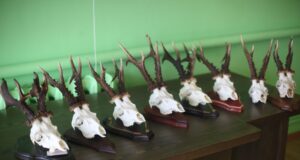 Jahitrofeede mõõtmised 2024