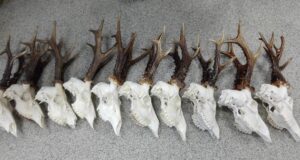 Tartus hinnati jahitrofeesid