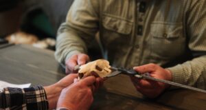 Biomaterjali ülevaatuste analüüs uue hooaja eel