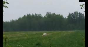 Albiino kitsel läheb hästi