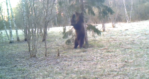 VIDEO: karu märgistab oma territooriumit