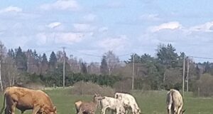 Kose vallas on punahirv end lehmakarjas sisse seadnud