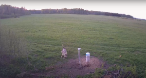 VIDEO: Hundid üritasid Leedus metsseapõrsaid rünnata