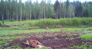 PILTUUDIS: Ilves otse teolt tabatud