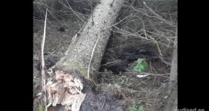 Pärnumaal hukkus mahalangenud kuuse alla jäänud karu