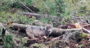 Lätis päästis hunt oma kutsikad raiesmikult