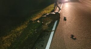 Suurenenud metsloomade aktiivsuse tõttu tasub sõidukijuhtidel eriti ettevaatlik olla