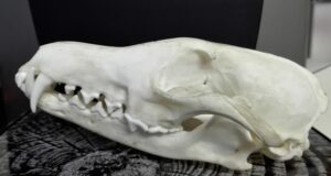 Selgunud on jahitrofeede hindamiste tulemused