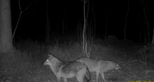 Laste kaamera tuvastas šaakalid Tallinnas