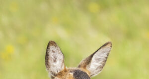 Meeleolukat, kuid turvalist jaanipüha!