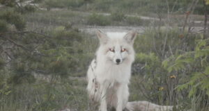 Virumaal ringi liikunud valge rebane püüti kinni