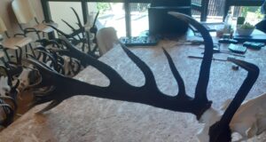 Hiiumaal hinnati 43 jahitrofeed