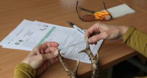 Hiiumaa ja Harjumaa jahitrofeede hindamise tulemused