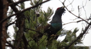 RMK metsiseseirel leiti linde paikadest, kus teadaolevalt varem metsist polnud