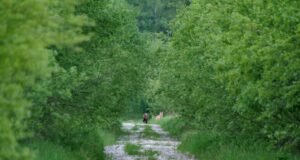 PILTUUDIS: Ebatavaline: karu ja hunt liiguvad koos