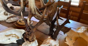 Läänemaal hinnatud jahitrofeede tulemused