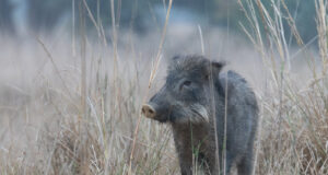 Jahimehed on küttinud üle 1000 metssea