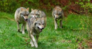 Huntide arvukus ületab juba seatud ülempiiri