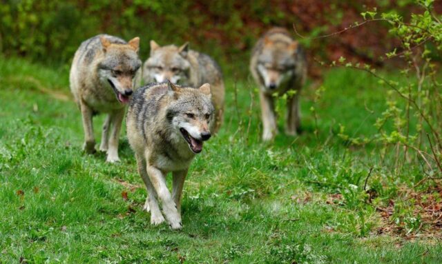 Huntide_arvukus_ületab_pilt