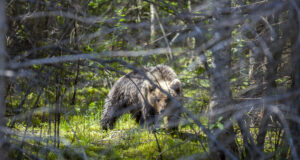 Põhja-Läti inimesed on hädas kahe karuga, kes võisid tulla Eestist