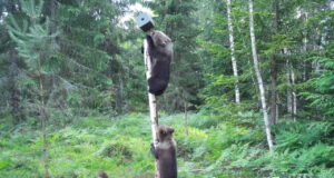 “Siin me oleme”: karujaht karukahjude vastu ei aita