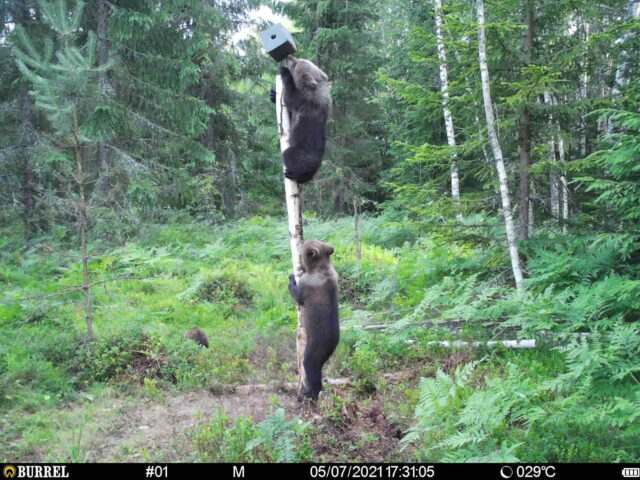 järvamaa karupojad - kristo treikelder