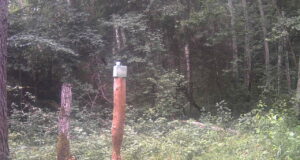 PILTUUDIS: Kitsepere külastas soolakut